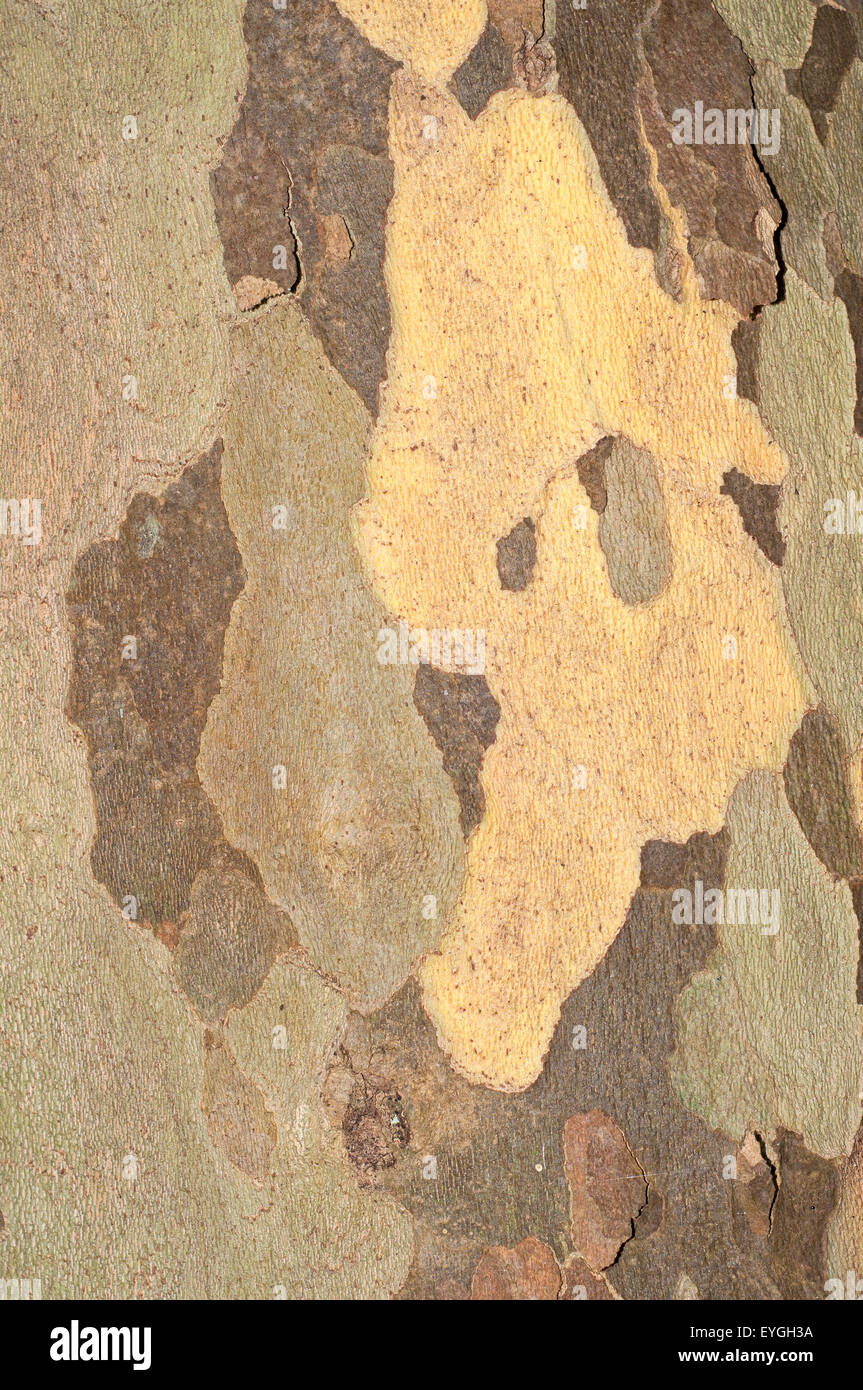 Detalle de la corteza del árbol de avión híbrido, Platanus x acerifolia. Foto de stock