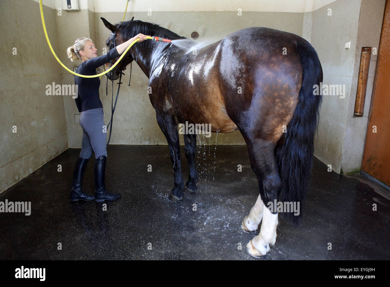 Graditz, Alemania, el jinete toma una ducha desde su caballo después de andar en la caja de lavado Foto de stock
