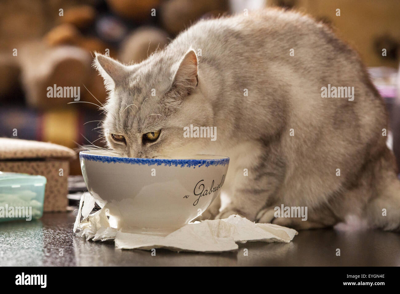 British Shorthair gato bebiendo leche de tazón en casa Foto de stock