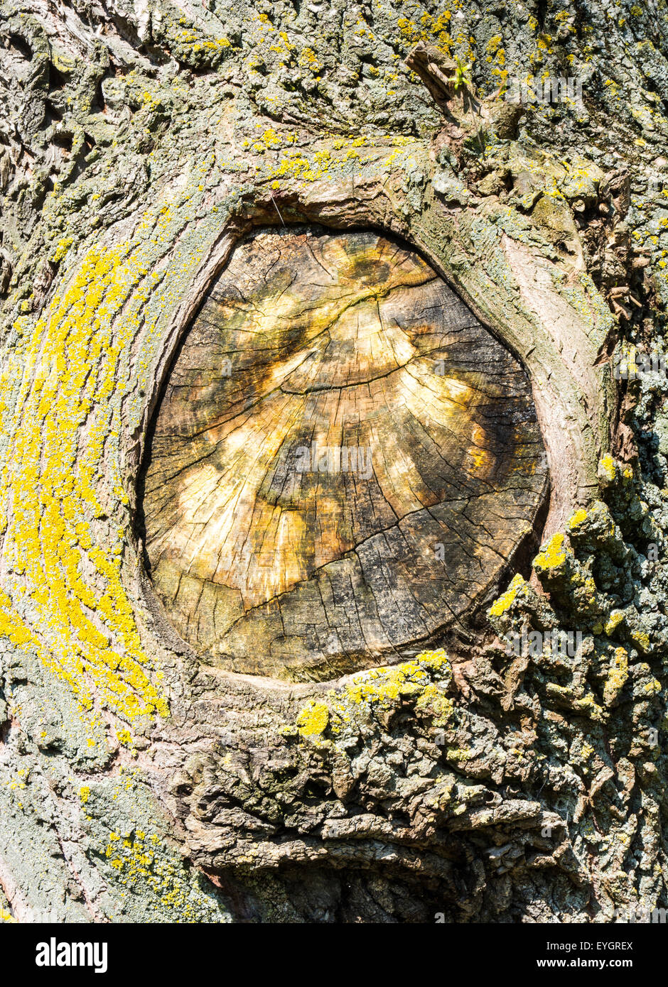 Detalle de una desgastada del tronco de un árbol con una rama cortada Foto de stock