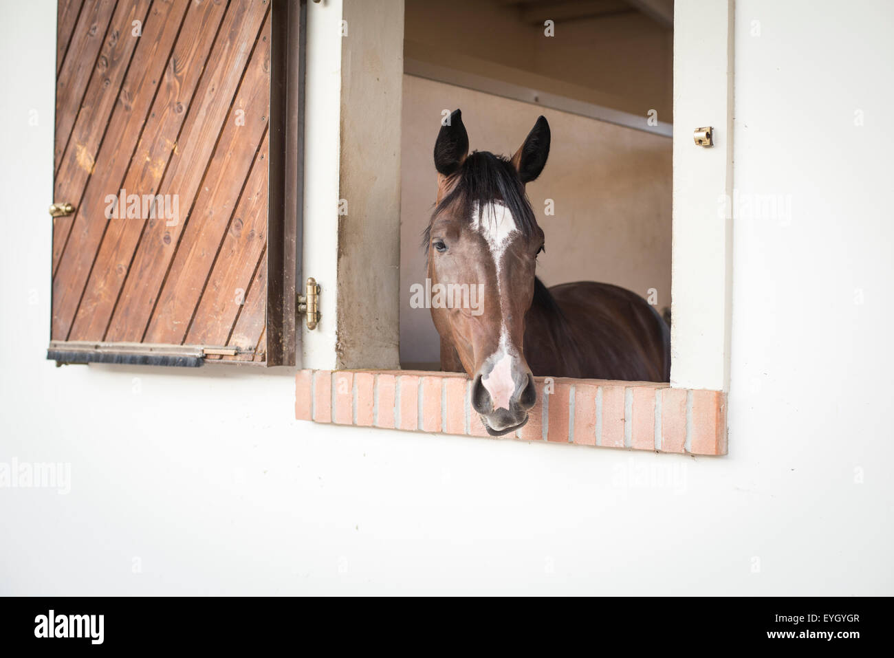 Cabeza de caballo en la ventana de caja estable sobre la granja de caballos Foto de stock