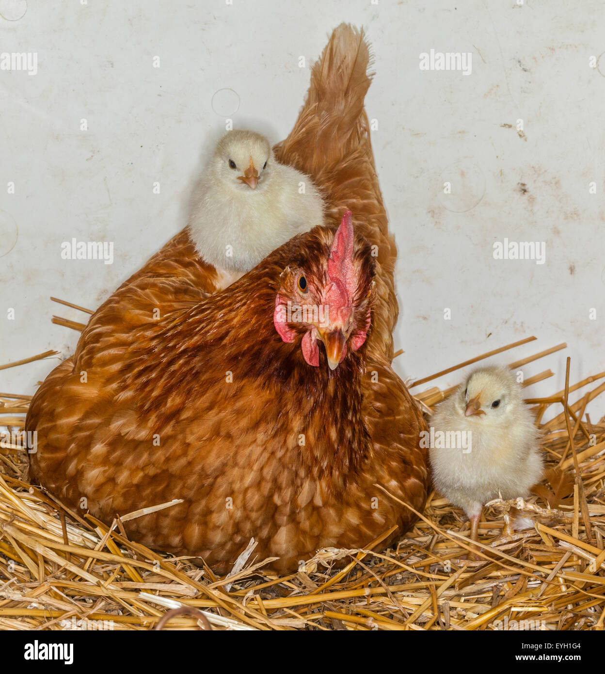 La alegría de la maternidad, la madre gallina con pollitos Foto de stock