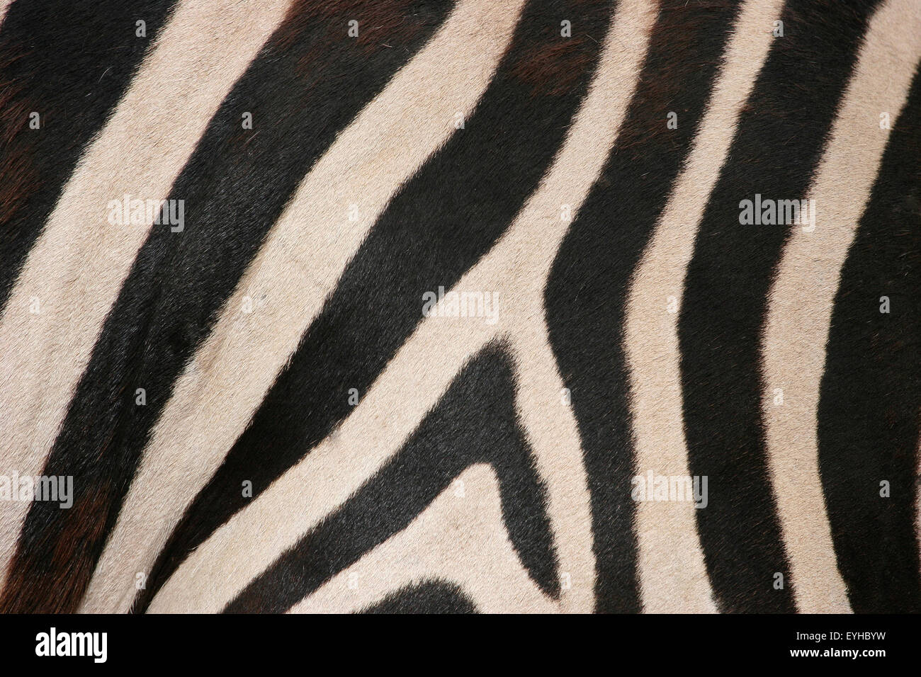 Llanuras cebra (Equus quagga), Fur detalle, cautivo, Turingia, Alemania Foto de stock