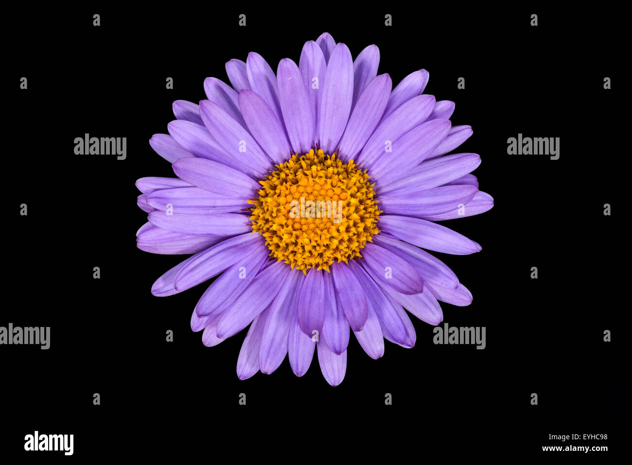 Foto en primer plano del aster Alpinus flor. Foto de stock