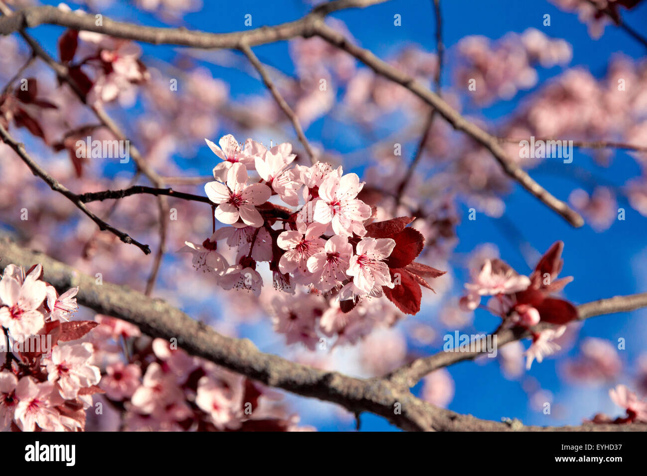 Cerezos en flor en primavera en el cielo azul se puede usar como fondo Foto de stock