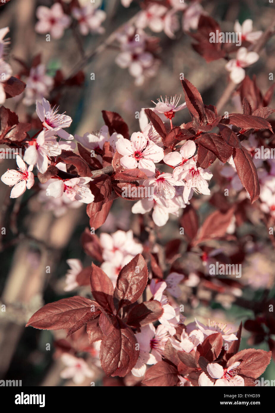 Pink Cherry Blossom en primavera se puede usar como fondo Foto de stock