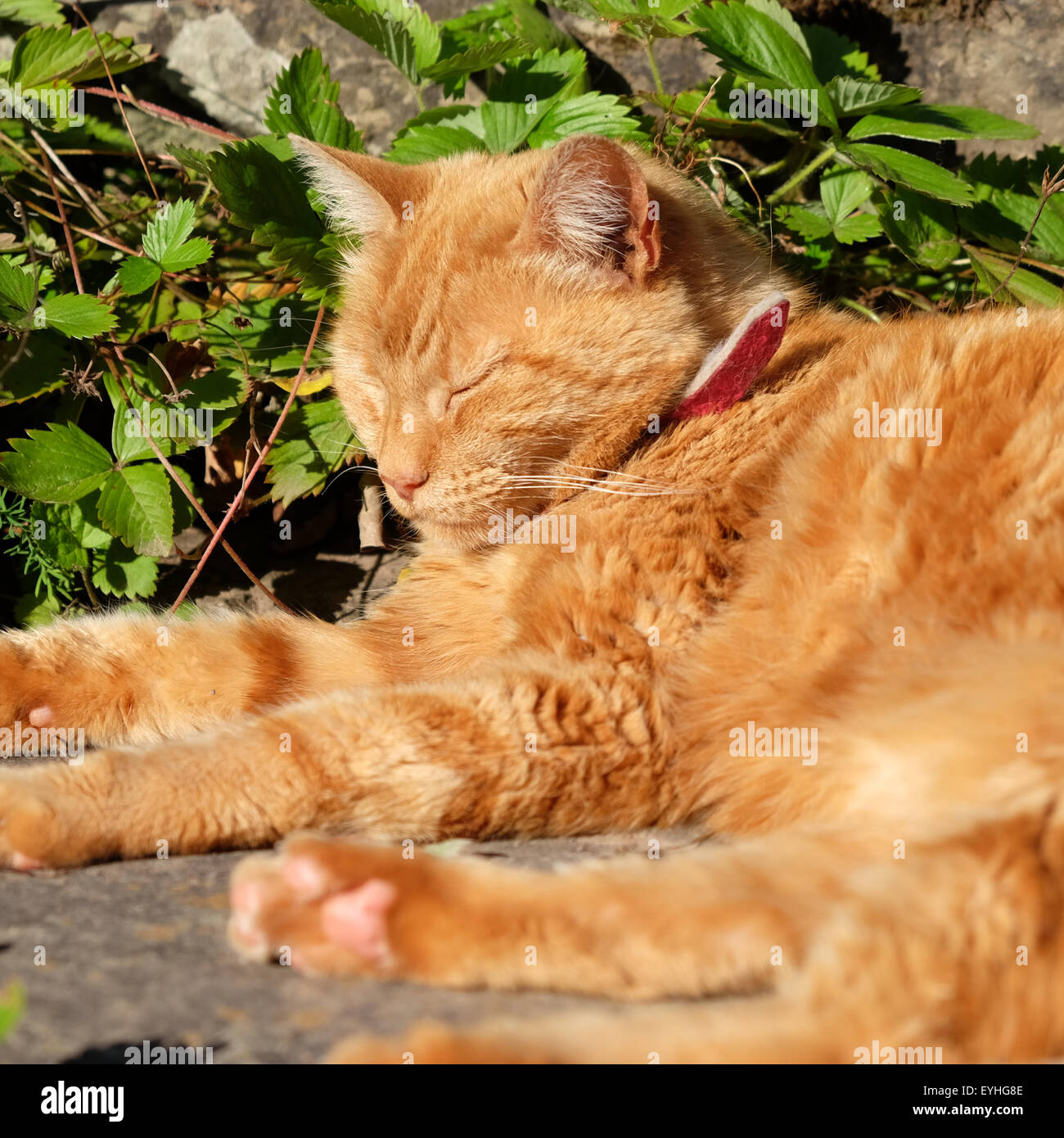 Ginger cat durmiendo en el jardín en verano sun UK Foto de stock