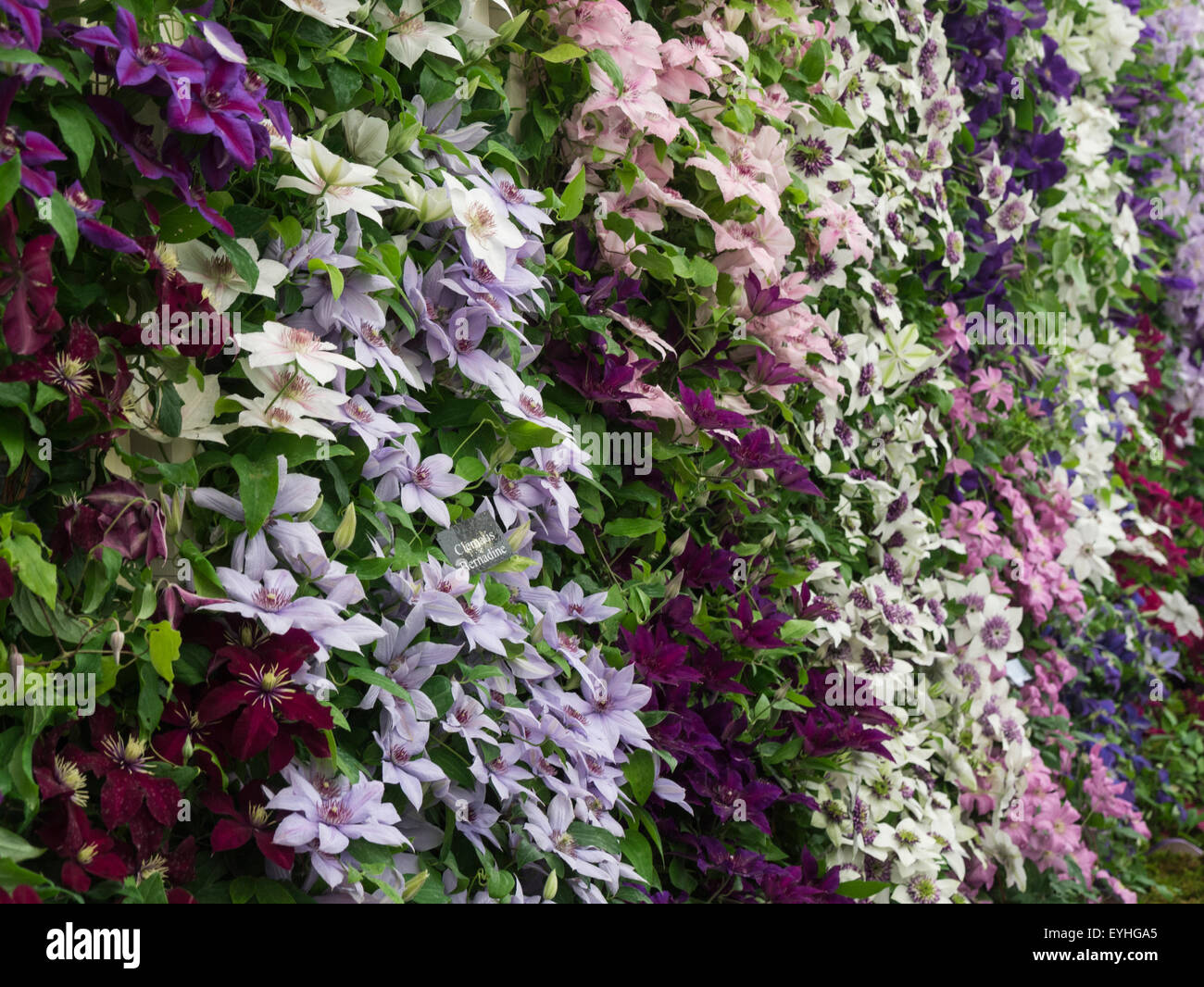 Visualización de diferentes colores RHS Clematis Cheshire Flower Show Tatton Park Inglaterra Foto de stock