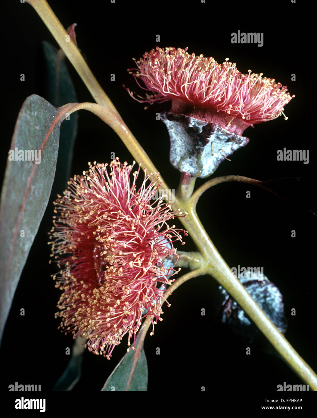 Eukalyptusbluete, Heilpflanzen, Foto de stock