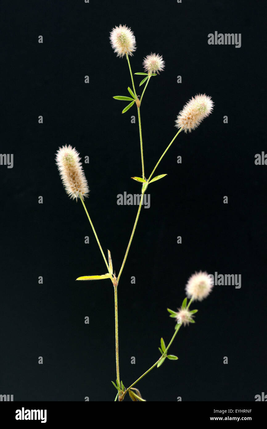 Hasen-Klee, Trifolium arvense, Maeuseklee, Hasenklee, Foto de stock