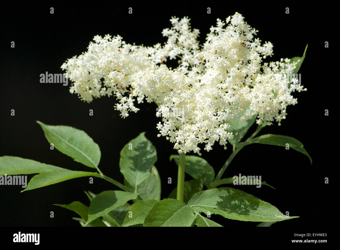 Weisser, Haschberg Holunderbeere Holunder;;; Sambucus nigra; Heilpflanze,; Foto de stock