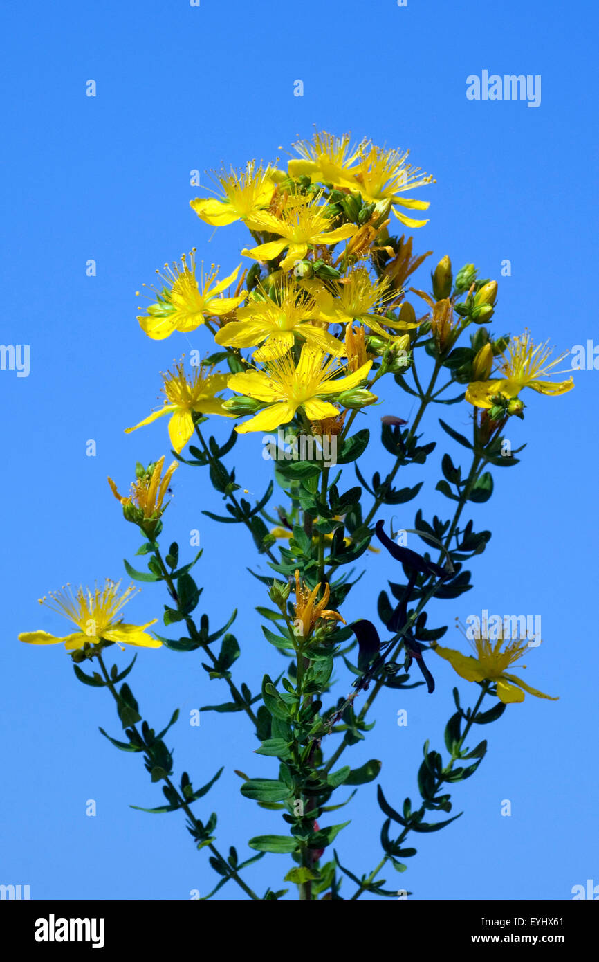 Johanniskraut, Hypericum Perforatum,, gelb, Foto de stock