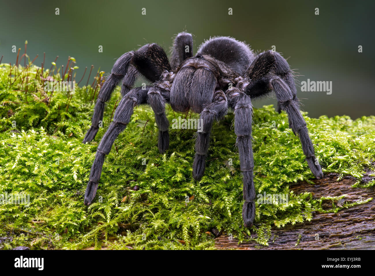 Tarantula Terciopelo negro brasileño (Grammostola pulchra) Foto de stock