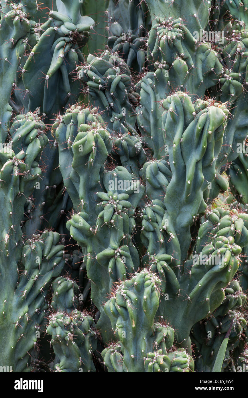 Plantas tropicales, cactus, Cereus hildmannianus monstrose cactaceae Foto de stock
