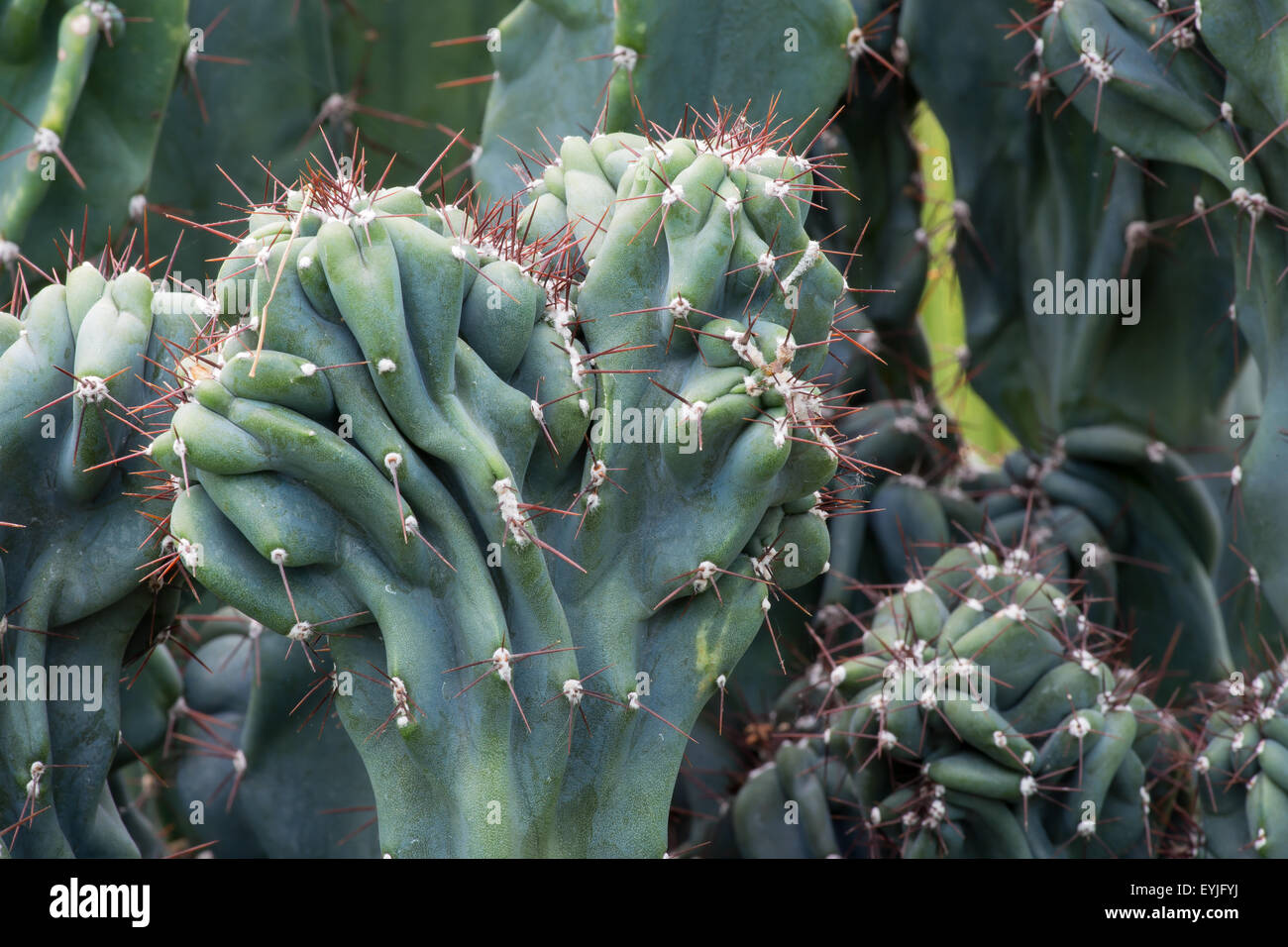 Plantas tropicales, cactus, Cereus hildmannianus monstrose cactaceae Foto de stock