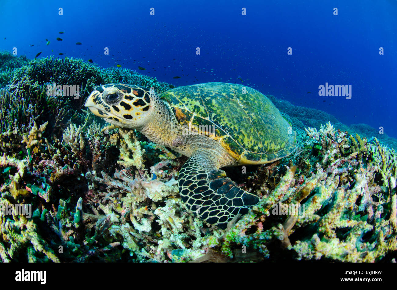 La tortuga carey, Eretmochelys imbricata, comiendo una esponja debajo de corales en el Parque Nacional de Komodo, en Indonesia, Océano Pacífico Foto de stock