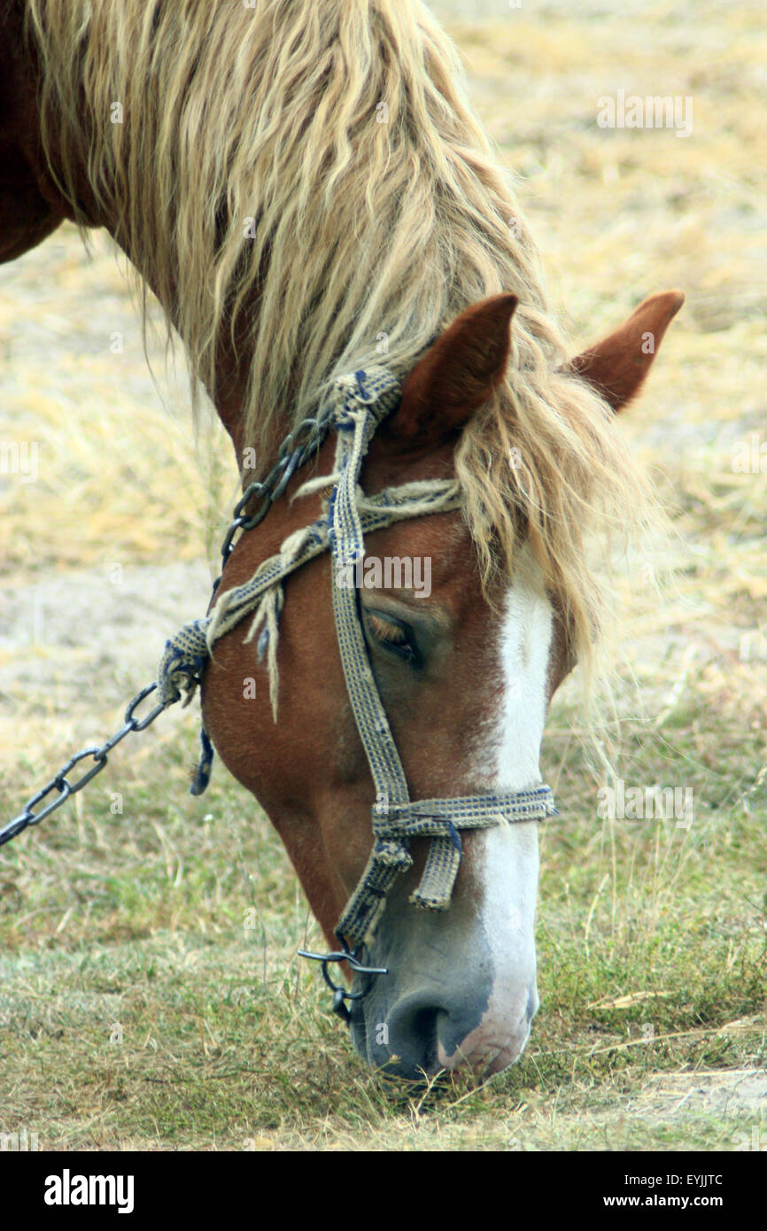 Brown caballo rural de pastoreo en los pastizales Foto de stock