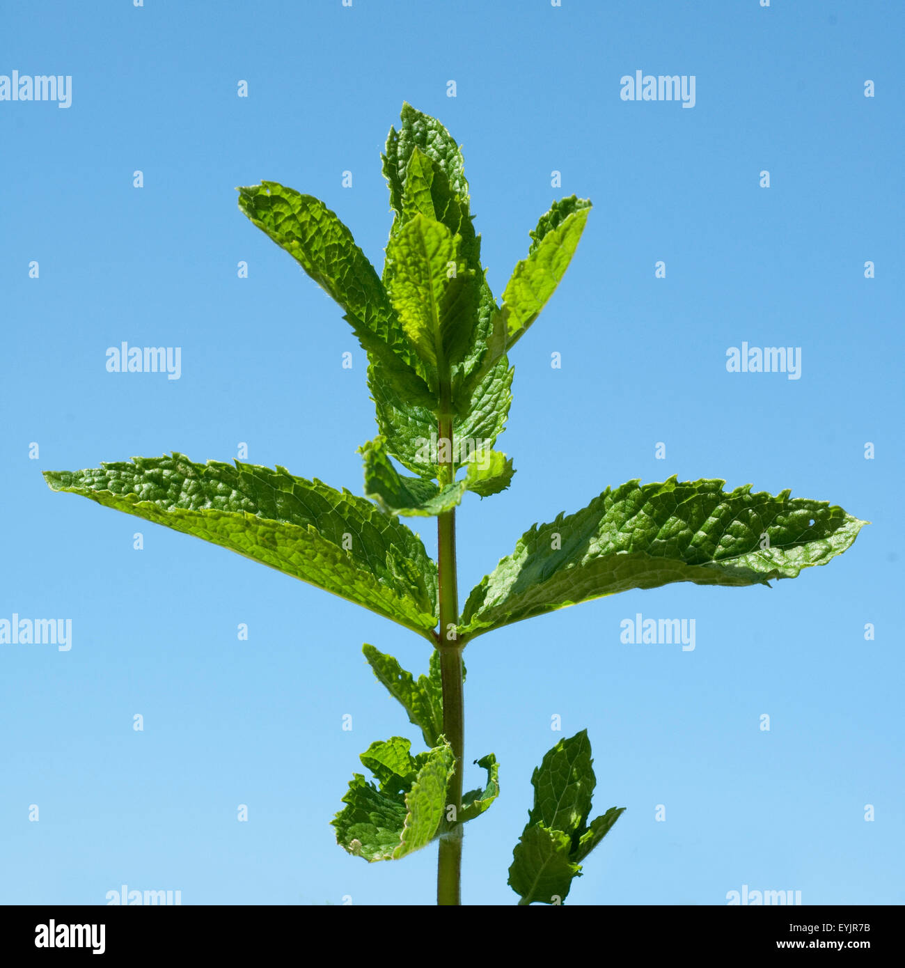 Minze Marokkanische;; Mentha spicata; Foto de stock