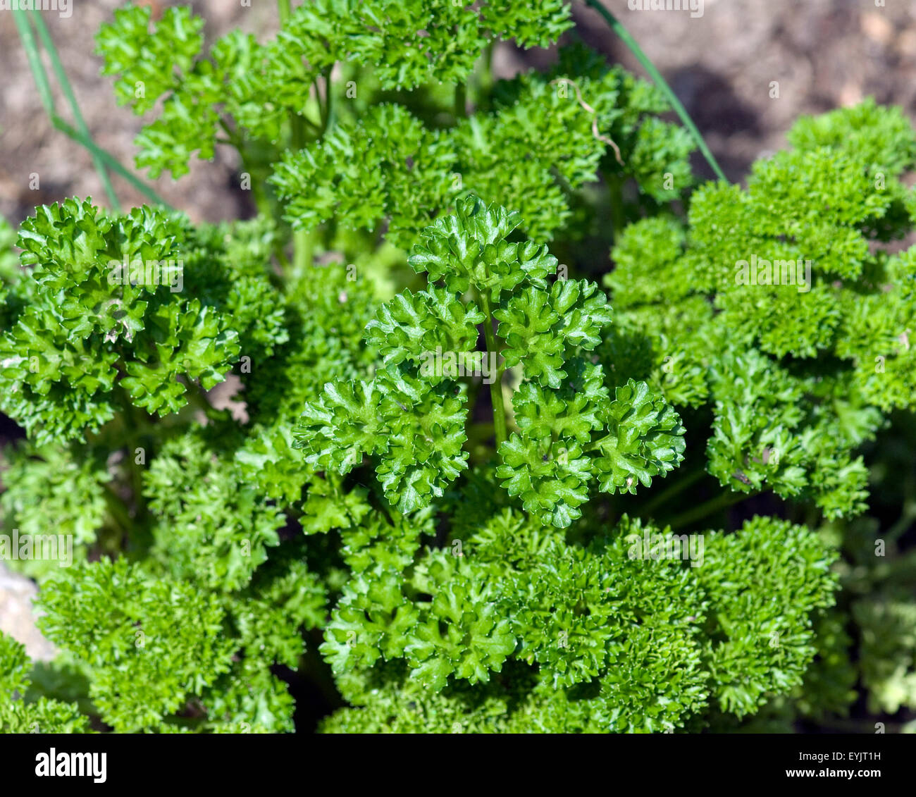 Petroselinum Crispum Petersilie;;;;; Kraeuter Heilpflanze Krause; Kuechenkraeuter; Foto de stock