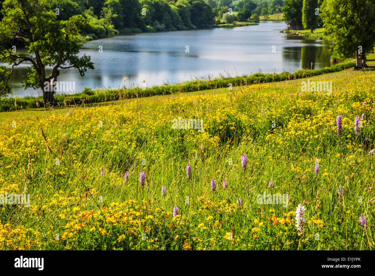 Vistas del lago y del parque en Bowood House en Wiltshire en el verano. Foto de stock