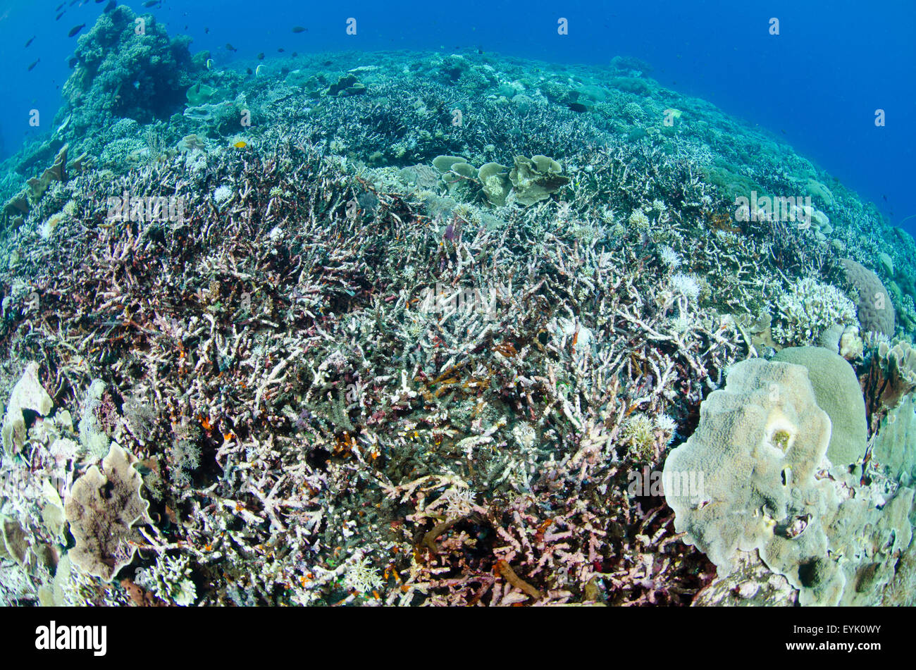 Blanquea los corales ramificados, Acropora sp., el resultado de un arrecife que ha sido dañado por la decoloración de los corales. Foto de stock