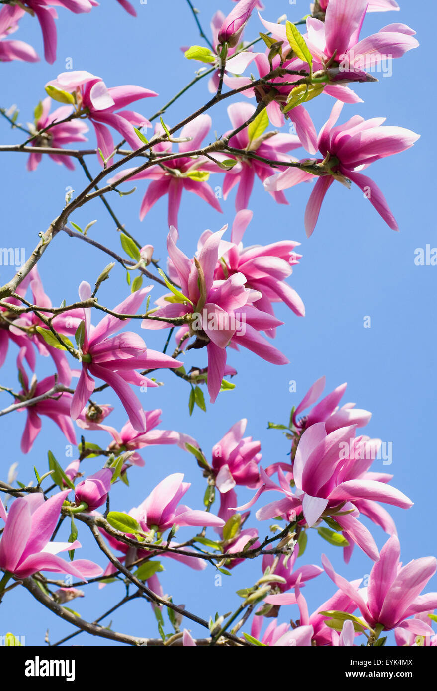 Magnolia de color morado en plena floración con un cielo azul Fotografía de  stock - Alamy