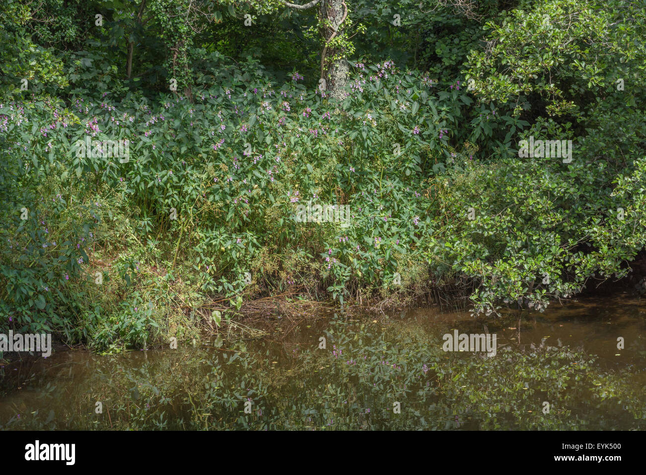 Bálsamo bálsamo del Himalaya indio / / Impatiens glandulifera. Maleza invasora con afinidad por la humedad y los suelos húmedos. Parche de malezas visto sobre el río Fowey. Foto de stock