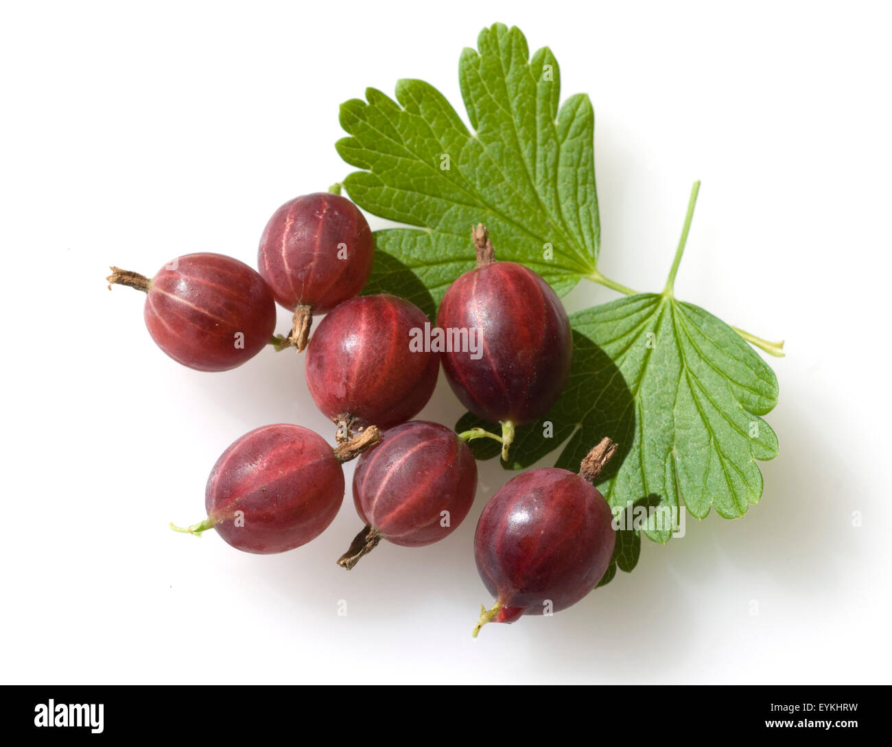 Stachelbeere, Ribes, uva-crispa, Foto de stock
