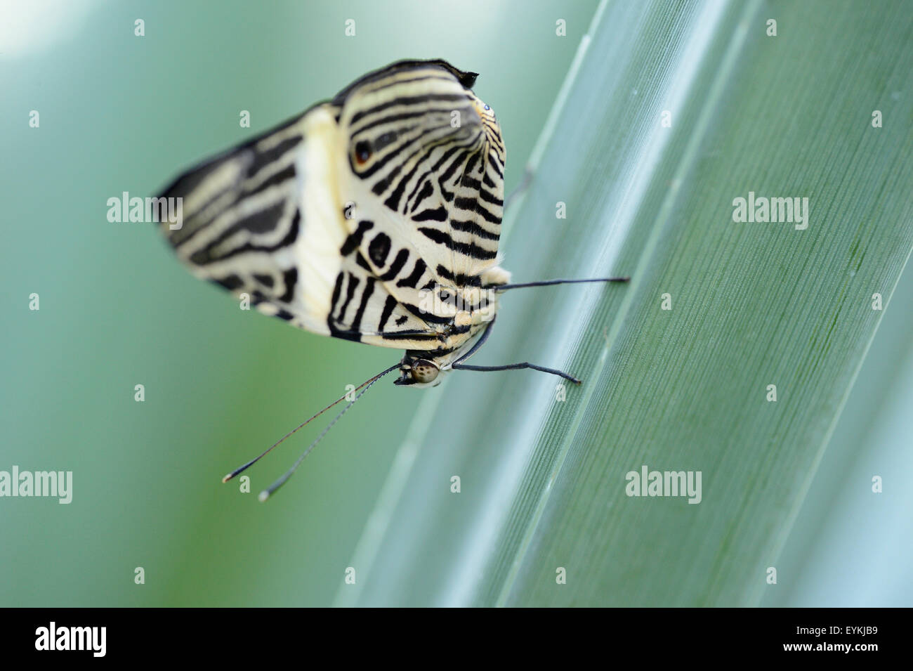 Mariposas tropicales, Colobura dirce, zebra Mosaic, sentarse, hojas, vista lateral, Foto de stock
