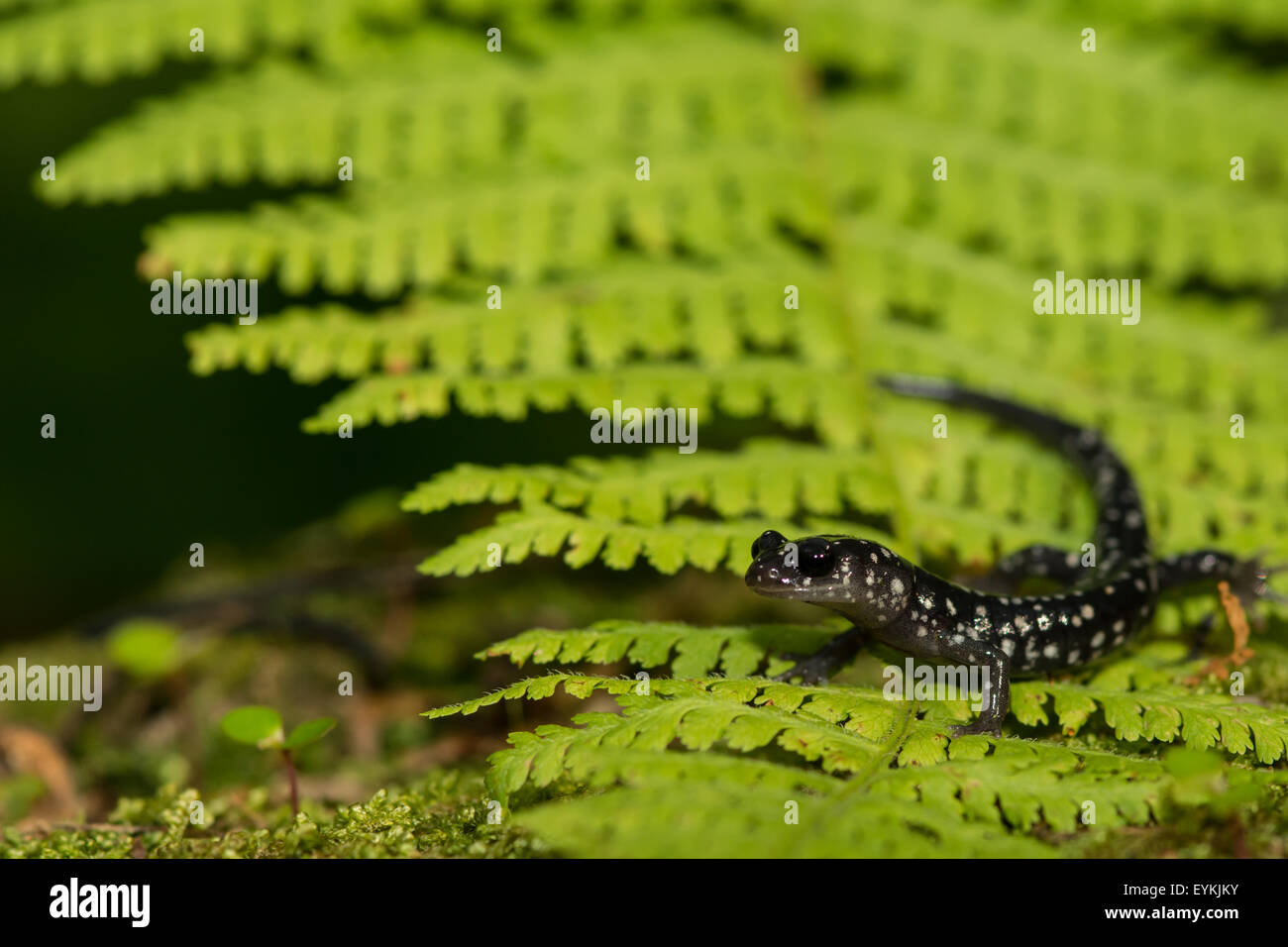Slimy Salamander Foto de stock