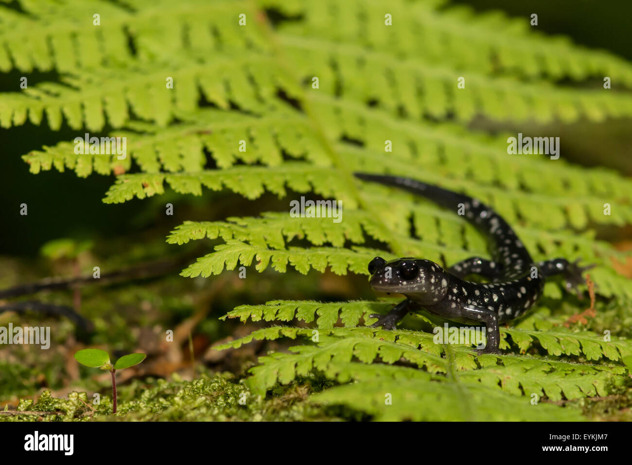 Slimy Salamander Foto de stock