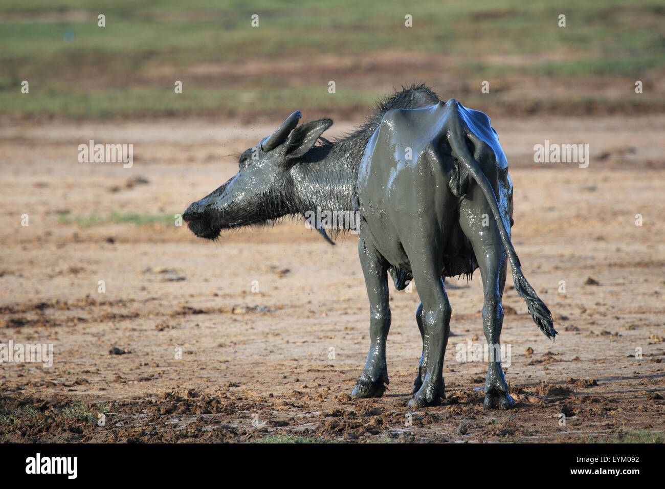 Búfalo de agua después del baño de barro en el parque nacional de Yala, Sri Lanka, Foto de stock