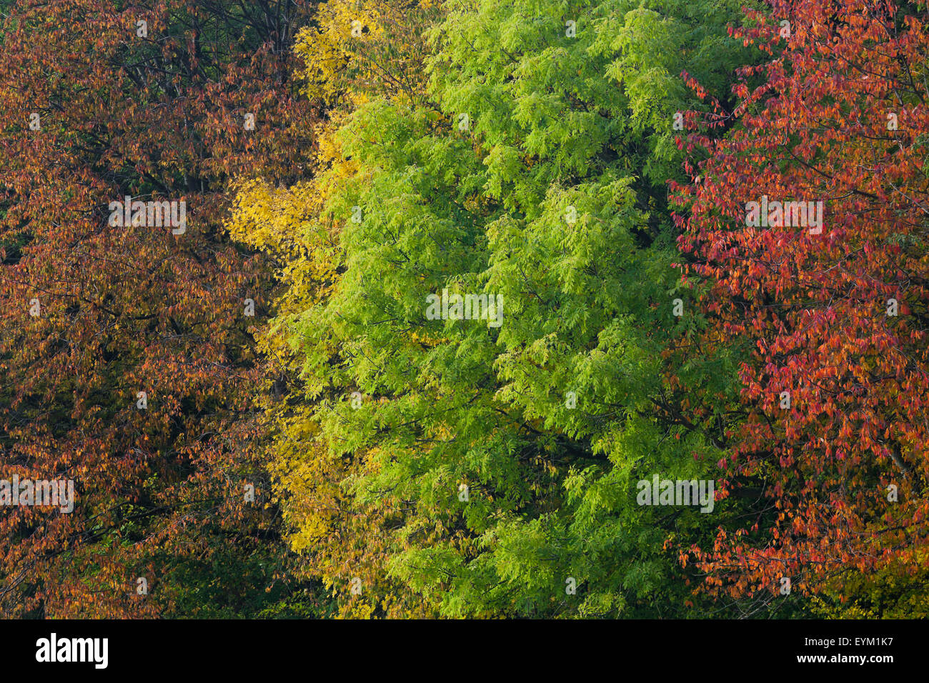 Herbst im Wienerwald, Laubmischwald bei Schwarzensee, Niederösterreich, Österreich, Foto de stock