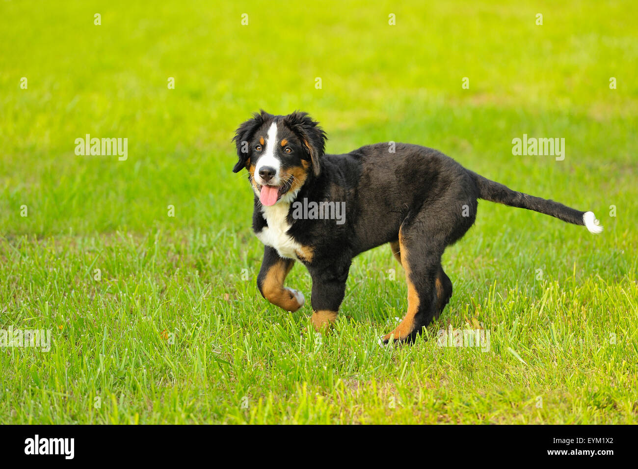 Los jóvenes Berna Alpine lechero del perro, perro mascota Fotografía de  stock - Alamy