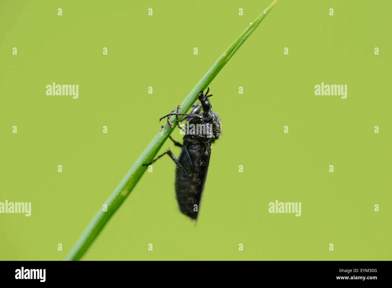 Close-up de un escarabajo negro, Foto de stock