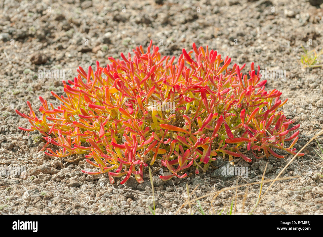 Galapagos islands flora fotografías e imágenes de alta resolución - Alamy