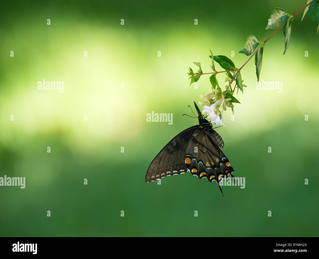 Tigre oriental especie butterfly (Papilio glaucus) alimentándose de flores del jardín Foto de stock