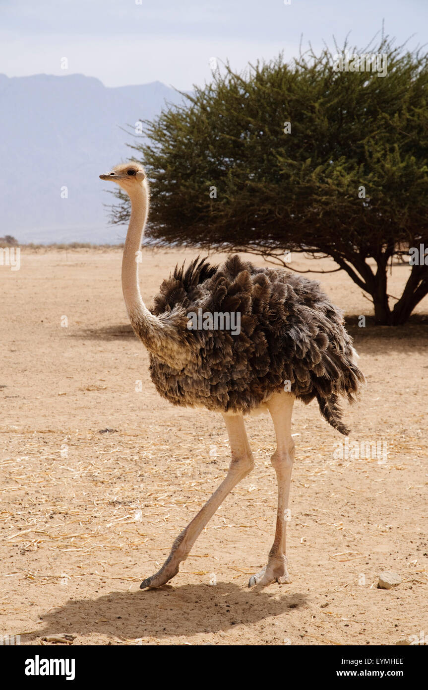 El avestruz, Safari, el parque de animales bar / Hai-Bar Yotvata Chaj, Negev, Israel Foto de stock