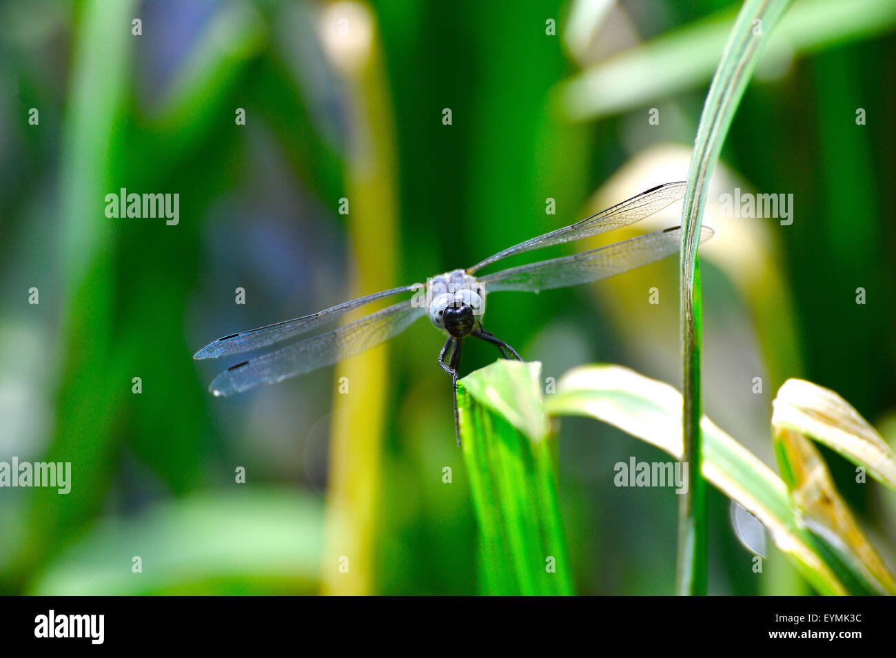 Dragonfly cerrar volando sobre el agua, una especie de Libellula depressa. Se centran en la cabeza. Foto de stock
