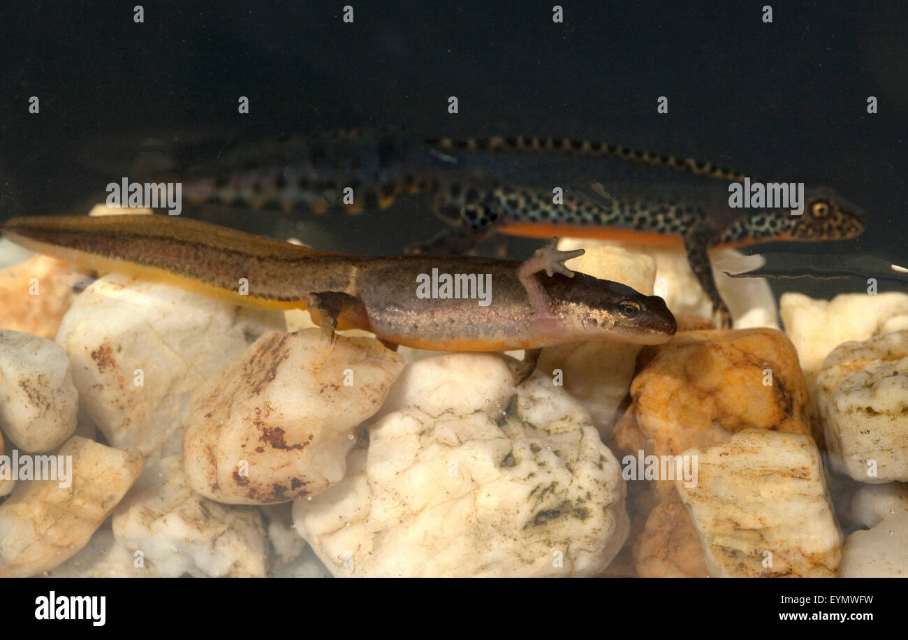 Bergmolch; Ichthyosaura; Maennchen, Weibchen Foto de stock