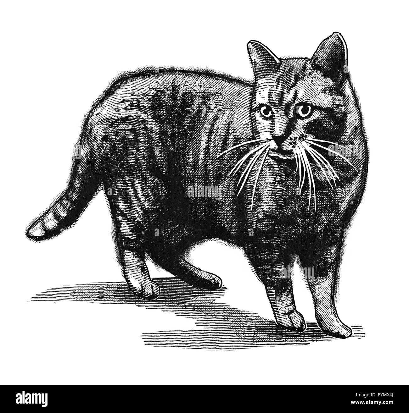 Ilustración digital original de un gato, en estilo de grabados antiguos. Foto de stock