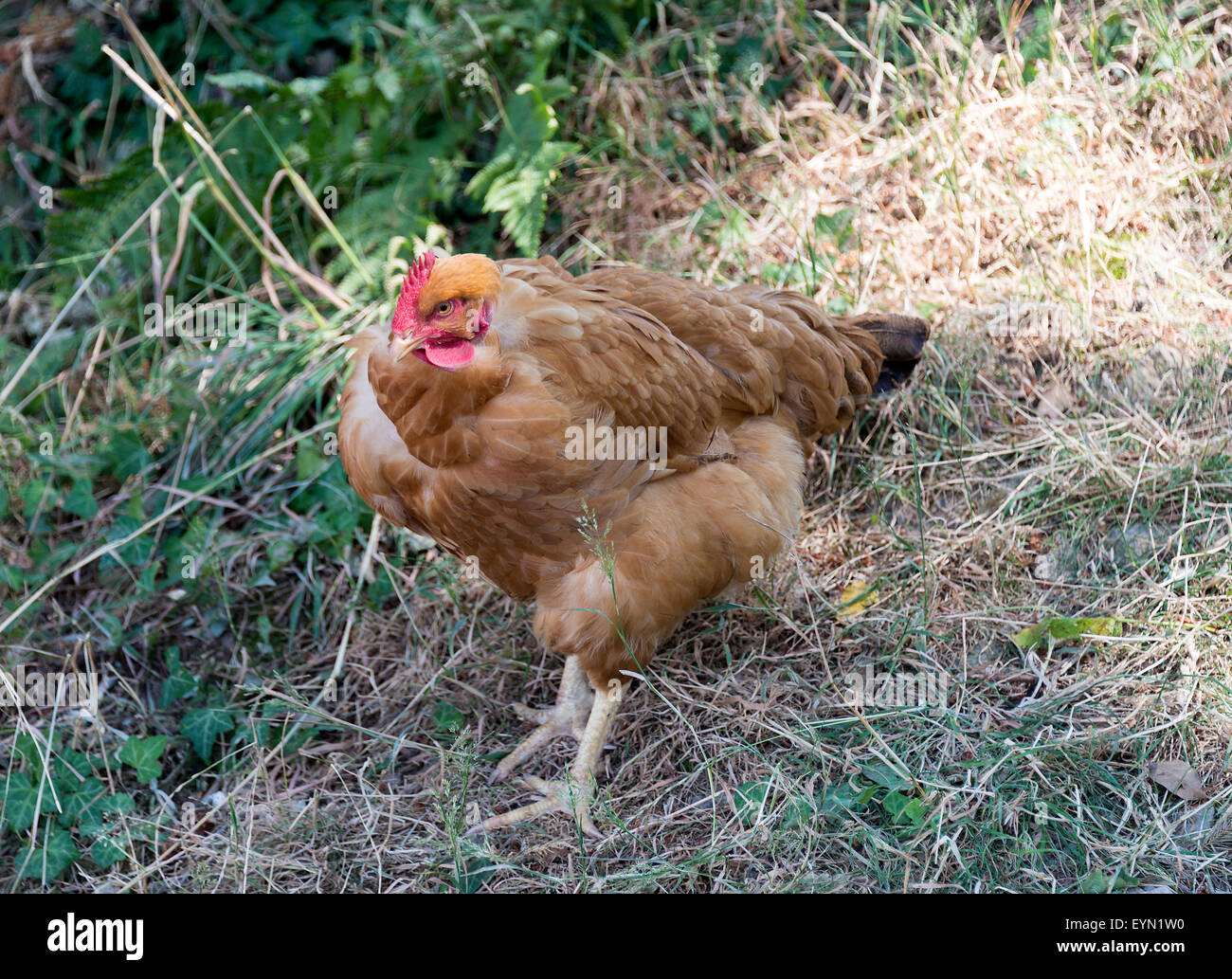 Un intervalo libre gallina con plumaje pardo en una granja cerca de Riepeyroux Midi-Pyrenees Francia Foto de stock
