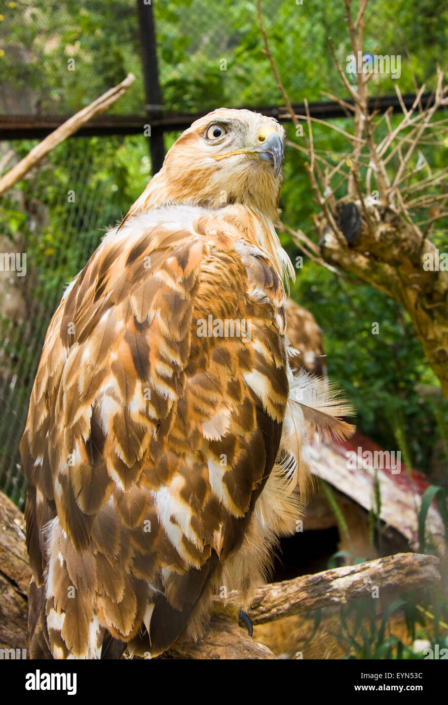 Aves rapaces Águila Real Aquila chrysaetos, nombre latino Fotografía de  stock - Alamy