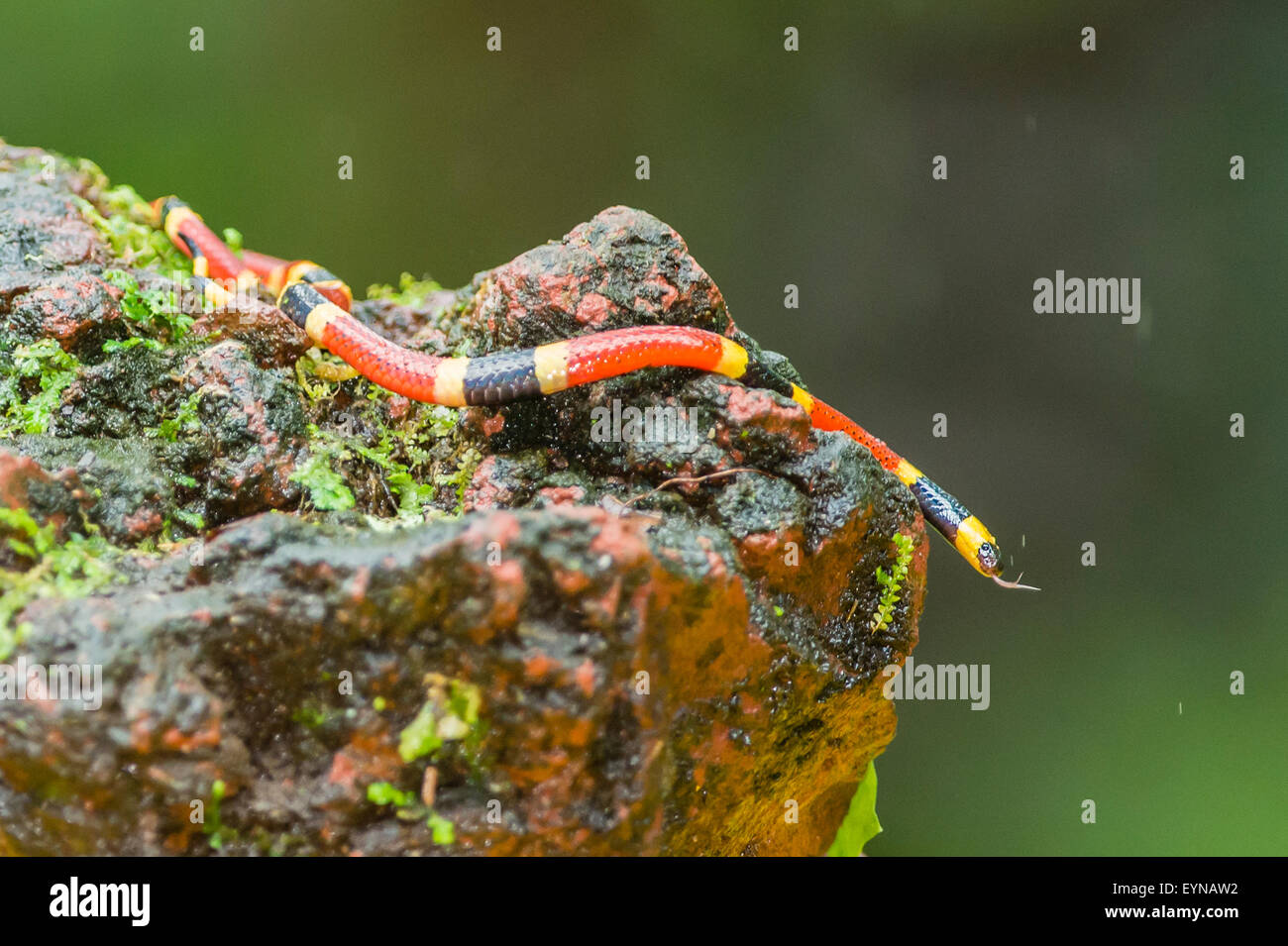 Una serpiente coral Centroamericana Foto de stock