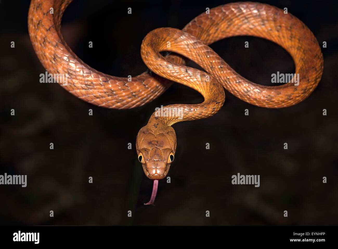 Brown tree snake, Bogia irregularis, con lengüeta extendida Foto de stock