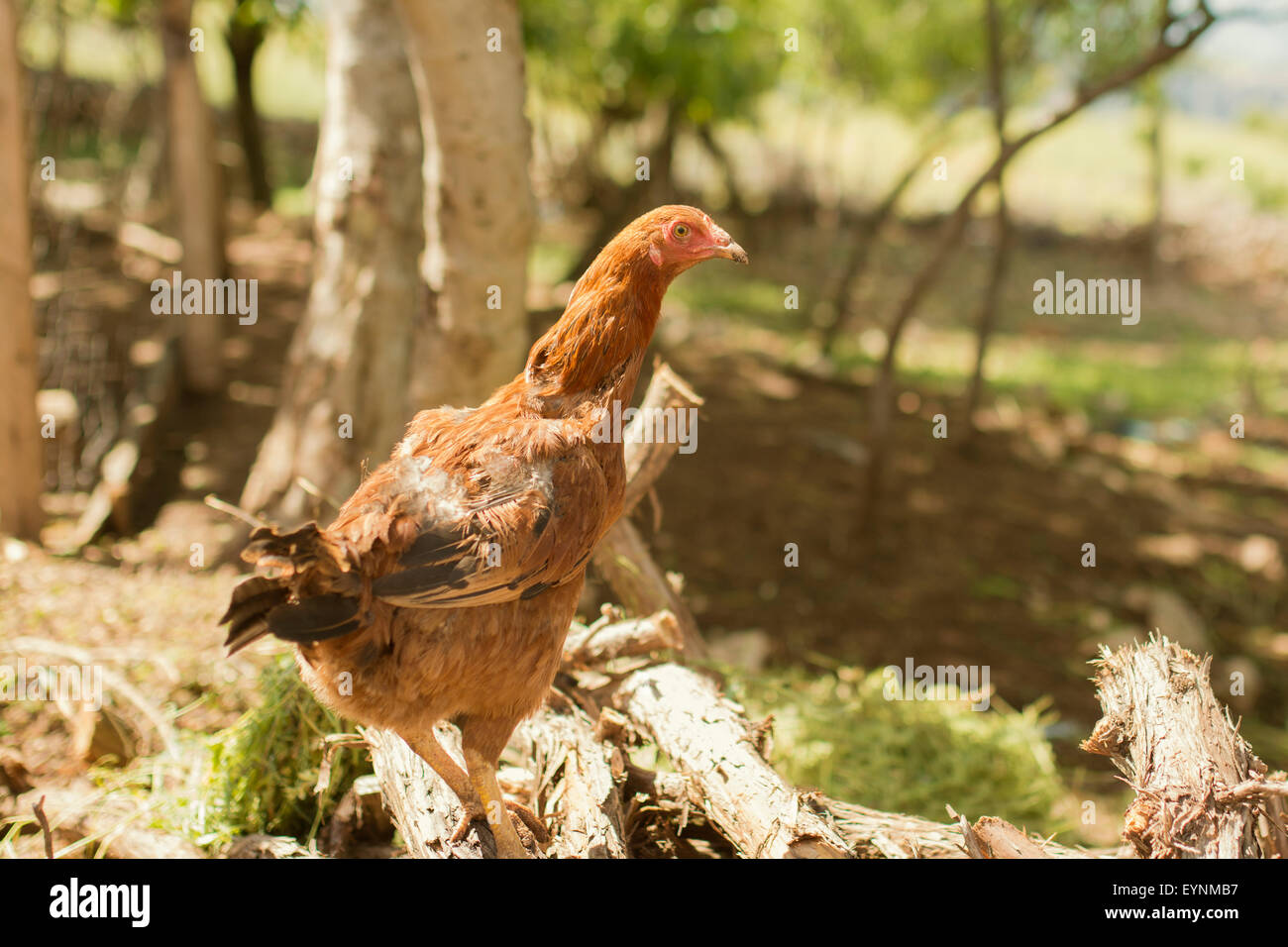 Imagen de gallina marrón en el jardín, Foto de stock