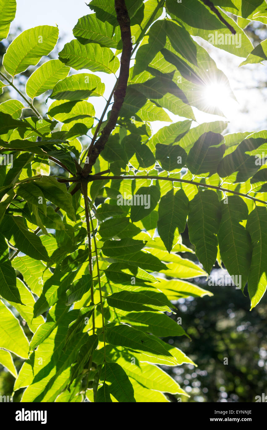 Tonos Sunburst y luz del sol brillando a través de follaje verde de los árboles Foto de stock