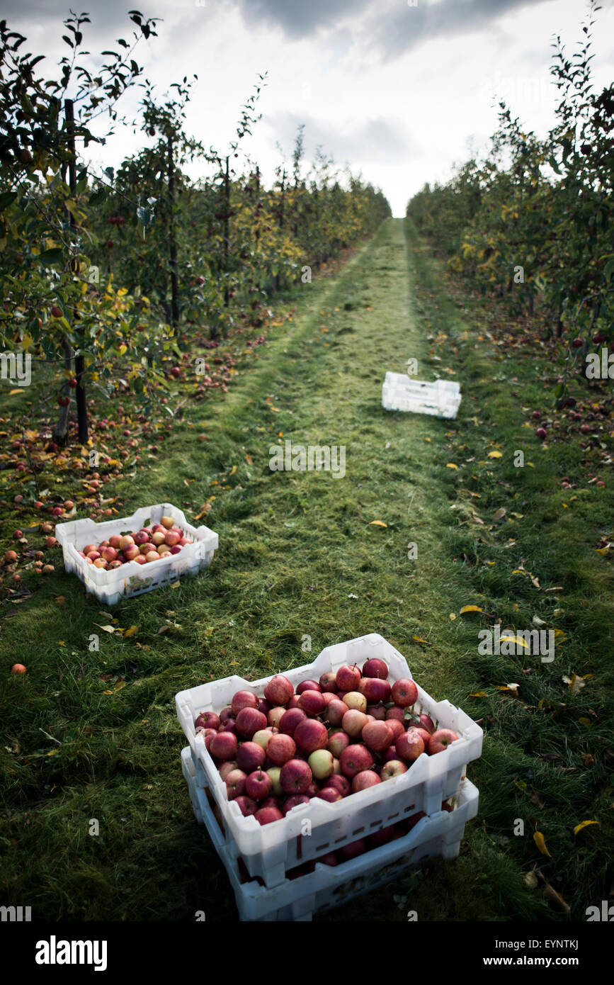 Cajones de manzanas rojas, rechazada por los supermercados, recostada sobre la hierba verde en medio de un huerto - cosechadas a partir de una granja británica en otoño Foto de stock