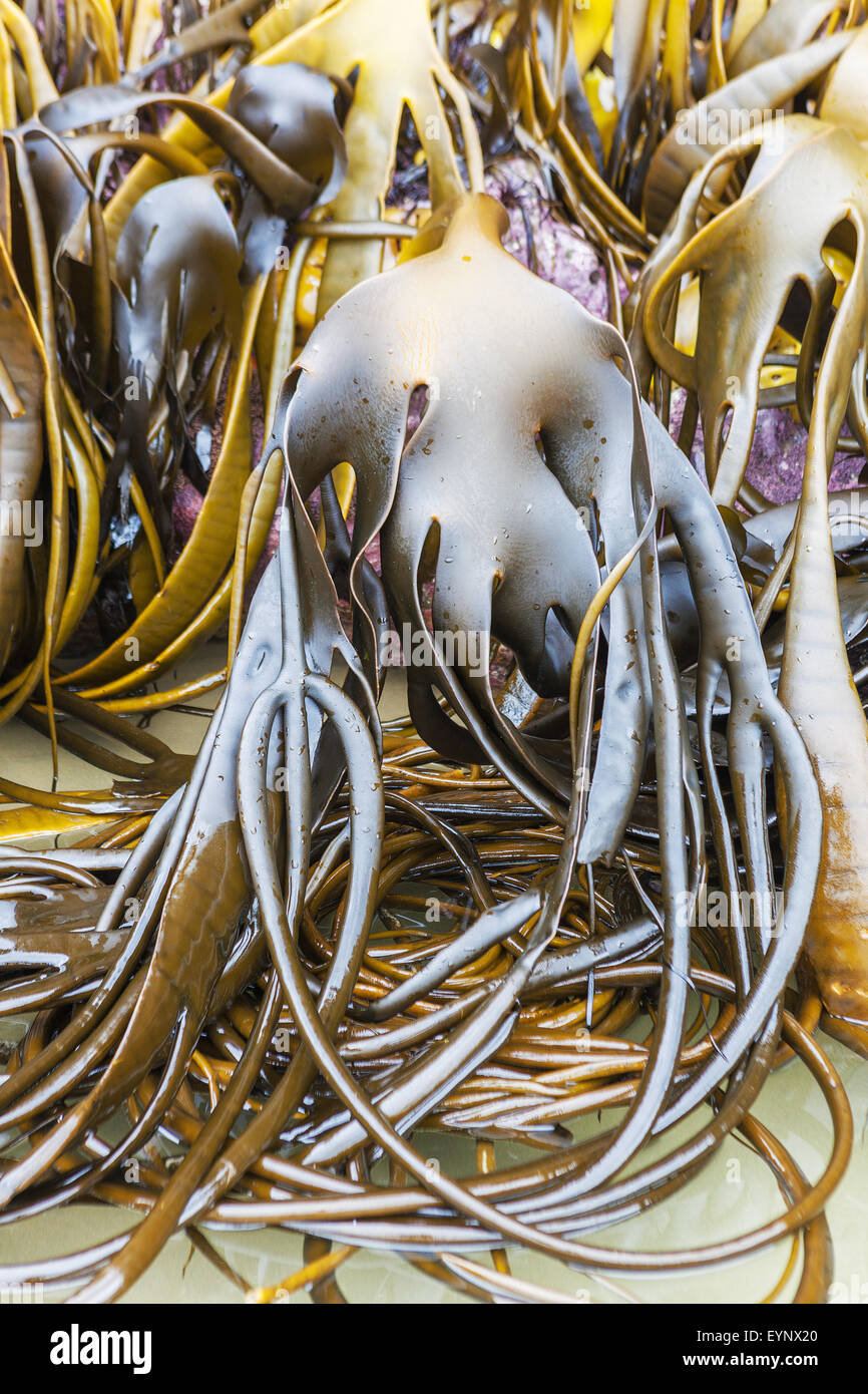 Bull kelp Cuevas en Cathedral beach, Catlins, Isla del Sur, Nueva Zelanda Foto de stock