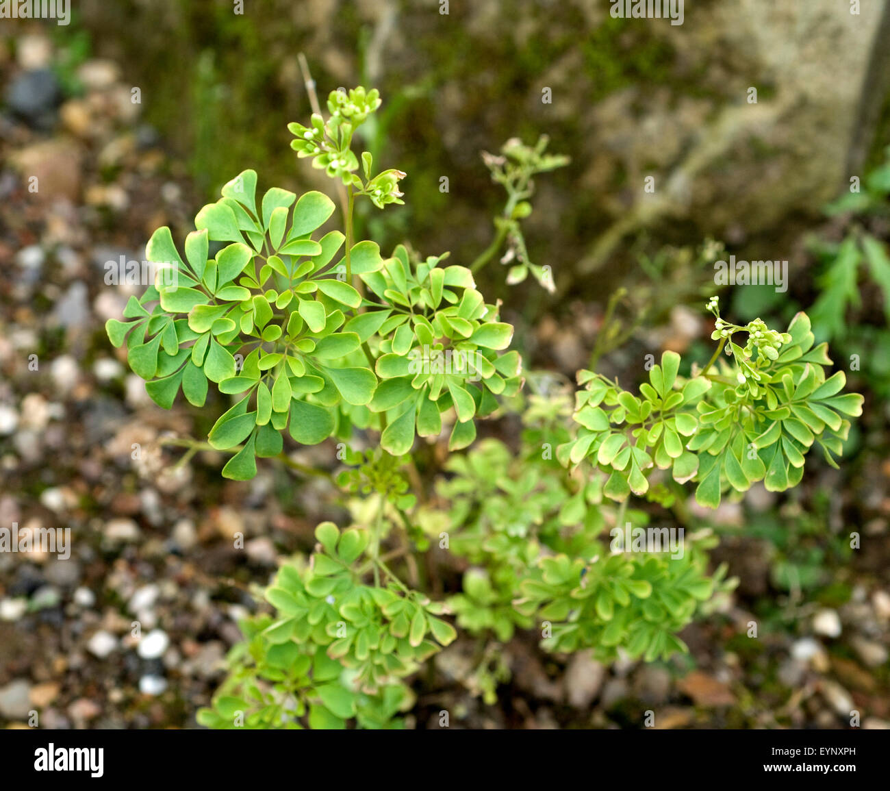 Boenninghausenia, albiflora, Foto de stock